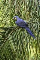 hyacint ara, pantanal Woud, Brazilië foto