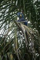 hyacint ara, pantanal Woud, Brazilië foto