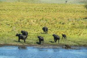 water buffel, bubalus bubalis, soorten geïntroduceerd in Argentinië, la pampa provincie, Patagonië. foto