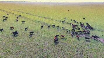 troep van koeien in de pampa veld, argentinië foto