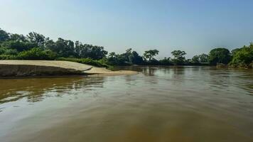 oerwoud landschap Aan de cuaiaba rivierbed, Pantanal, Brazilië foto