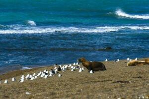 zuiden Amerikaans zee leeuw (otaria flavescens) vrouw, schiereiland valdes ,chubut,patagonië, Argentinië foto