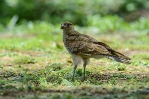 caracara chimango portret , la pampa provincie, Patagonië , Argentinië foto