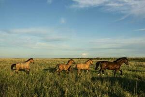 paarden in de Argentijns platteland, la pampa provincie, Patagonië, Argentinië. foto