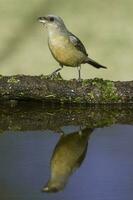 blauw en geel tanager, vrouw, la pampa provincie, Patagonië, Argentinië. foto