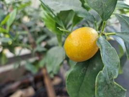 verbazingwekkend voorjaar kleuren in bloemen, bezoek naar de botanisch tuin foto