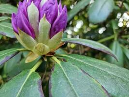 verbazingwekkend voorjaar kleuren in bloemen, bezoek naar de botanisch tuin foto