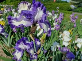 verbazingwekkend voorjaar kleuren in bloemen, bezoek naar de botanisch tuin foto