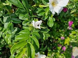 verbazingwekkend voorjaar kleuren in bloemen, bezoek naar de botanisch tuin foto