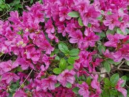 verbazingwekkend voorjaar kleuren in bloemen, bezoek naar de botanisch tuin foto