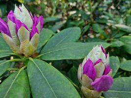 verbazingwekkend voorjaar kleuren in bloemen, bezoek naar de botanisch tuin foto