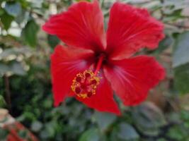 verbazingwekkend voorjaar kleuren in bloemen, bezoek naar de botanisch tuin foto