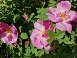 verbazingwekkend voorjaar kleuren in bloemen, bezoek naar de botanisch tuin foto