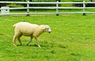 schapen in groen veld- foto