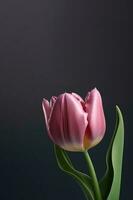mooi roze tulp over- donker achtergrond. generatief ai. foto