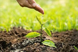 hand- van landbouw gieter baby planten groeit Aan vruchtbaar bodem met natuurlijk groen achtergrond. fabriek groeien. fabriek zaailing. foto