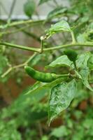 foto van cayenne peper planten in de tuin achter de huis