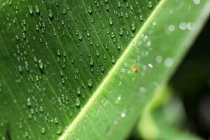 groen tropisch blad gedekt in regendruppels, heilige lucia, soufrière, macro schot foto