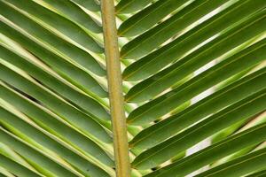groen palm blad achtergrond dichtbij omhoog foto