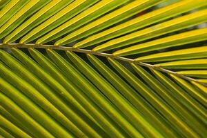 groen palm blad achtergrond dichtbij omhoog foto