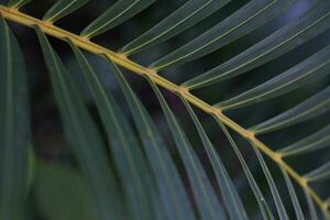 detailopname van een palm blad in een schaduw, achtergrond foto