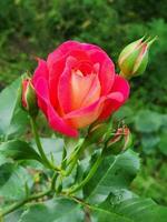 tuin roos. rood roos bloem in de tuin. achtergrond voor een groet kaart foto