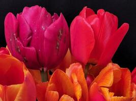 rood tulpen. boeket van rood tulpen Aan een donker achtergrond. groet kaart foto