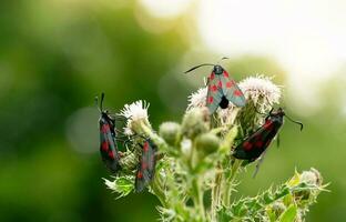 vijf plek Burnet mot zygaena filipendulae Aan groen gras, dieren in het wild tuin van Brits soorten met oog vangen in rood en zwart Vleugels. macro mooi wild vlinderbloem in voorjaar en zomer foto