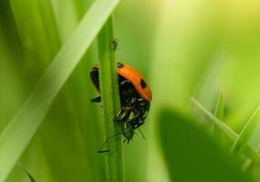 dame kever aan het eten bladluizen, concept voor insect voedsel ketting, lieveheersbeestje met zwart vlekken foto