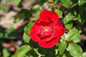 rood roos bloemen met groen blad in park romantisch geschenk voor geliefde een. foto