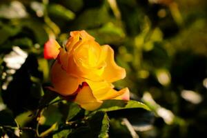 geel roos, geel roos in de Woud, geel roos in de tuin, geel bloem foto