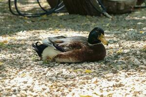 gans staand Aan gras hoog kwaliteit foto