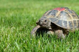 portret van een huiselijk schildpad kruipen Aan de gazon Aan de straat. rood Mark Aan de schild foto