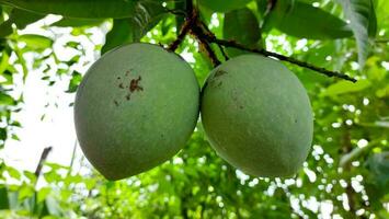 stelletje groene rijpe mango op boom in de tuin. selectieve focus foto