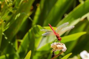 rood libel zittend Aan dood boom Afdeling selectief focus macro insect fotografie foto