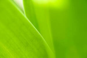 natuurweergave van groen blad op wazige groene achtergrond in de tuin met kopieerruimte als achtergrond natuurlijke groene planten landschap, ecologie, vers behang foto