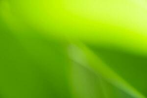 natuurweergave van groen blad op wazige groene achtergrond in de tuin met kopieerruimte als achtergrond natuurlijke groene planten landschap, ecologie, vers behang foto