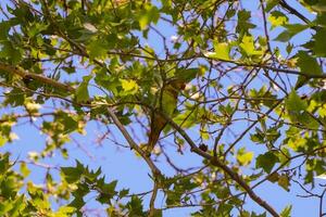 dichtbij omhoog groen papegaai met rood bek zittend Aan de Afdeling van boom. groen papegaaien zijn Bij park in ankara. selectief focus. foto