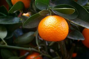 detailopname Aan calamondines in een boom foto