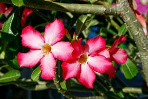 rode azalea bloemen foto