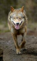 Euraziatisch wolf in dierentuin foto