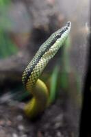 baron's groene racer foto