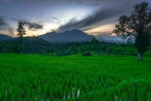 mooi ochtend- visie Indonesië panorama landschap rijstveld velden met schoonheid kleur en lucht natuurlijk licht foto