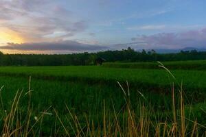 mooi ochtend- visie Indonesië panorama landschap rijstveld velden met schoonheid kleur en lucht natuurlijk licht foto