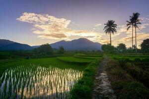 mooi ochtend- visie Indonesië panorama landschap rijstveld velden met schoonheid kleur en lucht natuurlijk licht foto