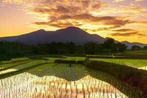 mooi ochtend- visie Indonesië panorama landschap rijstveld velden met schoonheid kleur en lucht natuurlijk licht foto