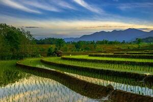 mooi ochtend- visie Indonesië panorama landschap rijstveld velden met schoonheid kleur en lucht natuurlijk licht foto