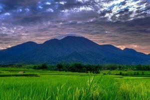 mooi ochtend- visie Indonesië panorama landschap rijstveld velden met schoonheid kleur en lucht natuurlijk licht foto