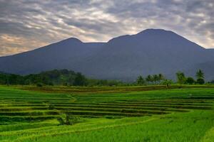 mooi ochtend- visie Indonesië panorama landschap rijstveld velden met schoonheid kleur en lucht natuurlijk licht foto