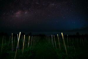 mooi ochtend- visie Indonesië panorama landschap rijstveld velden met schoonheid kleur en lucht natuurlijk licht foto